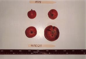 Click for 1 image(s) for this accession. FRUIT